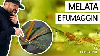 Strane macchie nere sulle foglie? Sono pericolose? Melata e fumaggini, come combatterle
