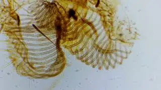 My first microscope slides compilation