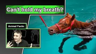 Nature's motorcycle can sleep standing up? | 10 COOL HORSE FACTS