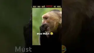 Monkey knows the taste of ginger 👍 #viralshorts #shorts #facts #monkey #animalhindifact