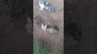 Scared stray cats in the forest
