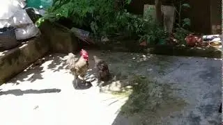 mating ritual chickens
