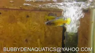 Skiffia Francesae Males Competing & Displaying Their Brightest Colors.