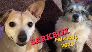 Barkbox February 2020