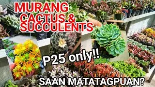 MURANG CACTUS & SUCCULENTS ...SAAN MATATAGPUAN? ||| LIVE UPDATES NG SUNDAY GRAND NEW ARRIVAL