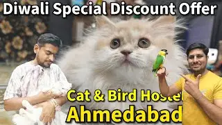 Cat Hostel & Shop in Ahmedabad | Blue Eyes Persian Kittens | Fazal's Exotics