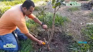 Como podar correctamente un guayabo, que ya se paso de poda,