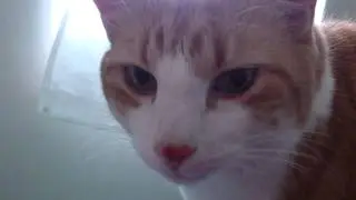 Cat wake up call!