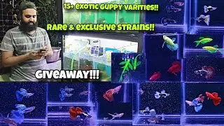 S2 AQUATICS | 15+ EXOTIC Guppies | Veil tail Glow zebra | Shrimps | Glow bettas | Tetras
