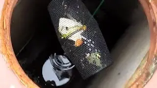 Fish Trap in the Sewer!