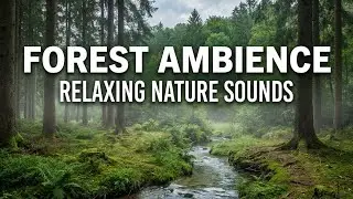 Peaceful Woodland Ambience for Sleep & Focus | 10 Hour Relaxing Forest Soundscape