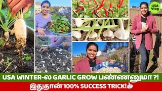 USA-la Garlic Eppadi Grow Panrathu? 🧄 | 100% Success Tips + Winter Harvest ❄️ | USA Tamil VLOG