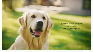 Perros gu&iacute;a en Argentina. Ley 26858