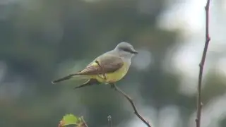 Western Kingbird