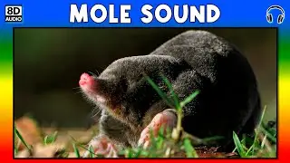 🦡 MOLE SOUND - MOLE SOUND EFFECT - SOUND OF MOLE - NOISE OF MOLE