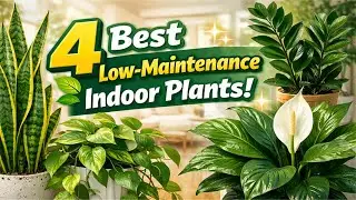 4 Best Low-Maintenance Indoor Plants&rdquo; 🌿✨