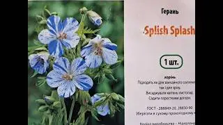 #Герань лугова, #герань крупнокоренева та #герань Спліш Сплеш (Splish Splash) в моєму саду.#журавець