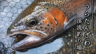 極小毛鉤で狙う冬のニジマス テンカラ釣り【うらたんざわ渓流釣り場│ヤマメクラッシックⅡ】