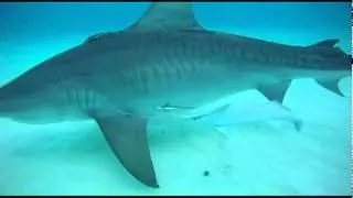 Miko Lee - Shark Diving Bahamas (Feb. 20 2011)