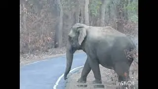 elephant road crossing video#हांथी रास्ता पार करते हुए