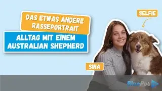 Alltag mit dem Australian Shepherd - Das etwas andere Rasseportrait | BluePetTV