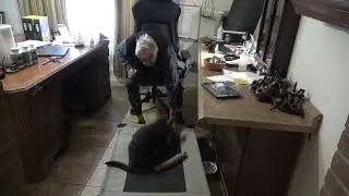 Place board training for dogs with reward
