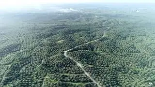 Cinematic Drone Footage | Oil palm Plantation