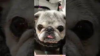 Adorable 17-Year-Old Pug is Proof that Some Things Just Get Sweeter with Age
