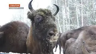 Заповедник &laquo;Брянский лес&raquo; в зимний период