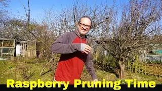 Pruning Time ! Raspberries , Apple and Pear Trees and Blackcurrant Bushes