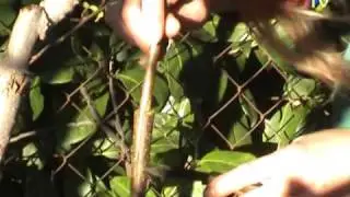 LA GREFFE ET LA TAILLE DE L'ARBRE A KIWIS