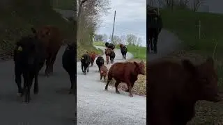 Cattle Drive  #cattledrive #farming #regenerativeag #bluegrassmusic #grassfedbeef