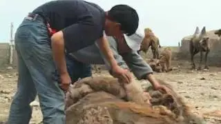 Camel Shearing in Kazakhstan