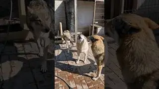 Wolfdogs howling | Lupul Ceh url&acirc;nd  | #howlingdog #wolf #lupi