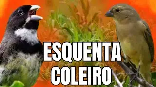 ESQUENTAR COLEIRO TUI TUI COM F&Ecirc;MEA CHAMANDO E COLEIRO TUI TUI PARA ESQUENTAR COLEIRO TUI TUI