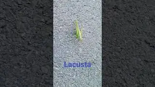 lăcusta...