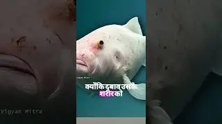 World&rsquo;s Ugliest Fish? The Truth About Blobfish 😳 #dailyfacts