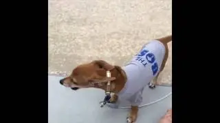 Bentley the chiweenie mix dog