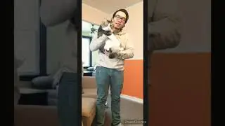 How to trim a cat's nails using a harness