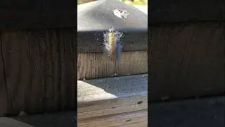 #larv #hairy #h&aring;rig #puppa #adorable #insects #insekt