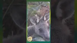 Intimate Moments: Eastern Grey Kangaroo&rsquo;s Bracken Fern Feast - Yuin Country