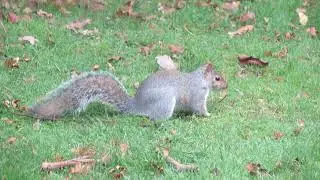 squirrel eating acorn