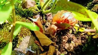 Hidden Worlds: The Pond Snail's Secret Hideout 🐌✨