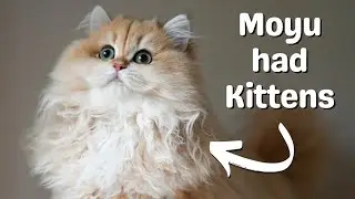 Baby British Kittens are Born | British Longhair Cat Gives Birth