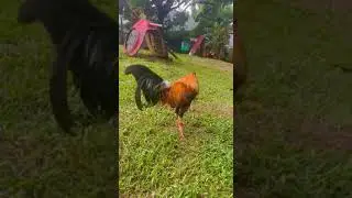 2X Derby Winner Super Pumpkin Broodcock