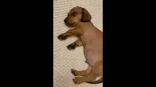 Щенок таксы &mdash; это любовь с первого взгляда Dackel Welpe Dachshund puppy ダックスフンドの子犬 腊肠犬小狗