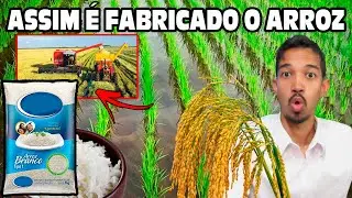 Como é fabricado o Arroz Da Plantação à Mesa