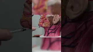 Mastering Jawline Contouring: Techniques & Overcorrection | Cosmetic Injector Institute