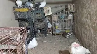 Mashallah new intrey new bird Agi bht he ache breed