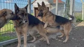 Une nouvelle femelle berger allemand rejoint Escobar ! Mais elle a l'air vraiment triste